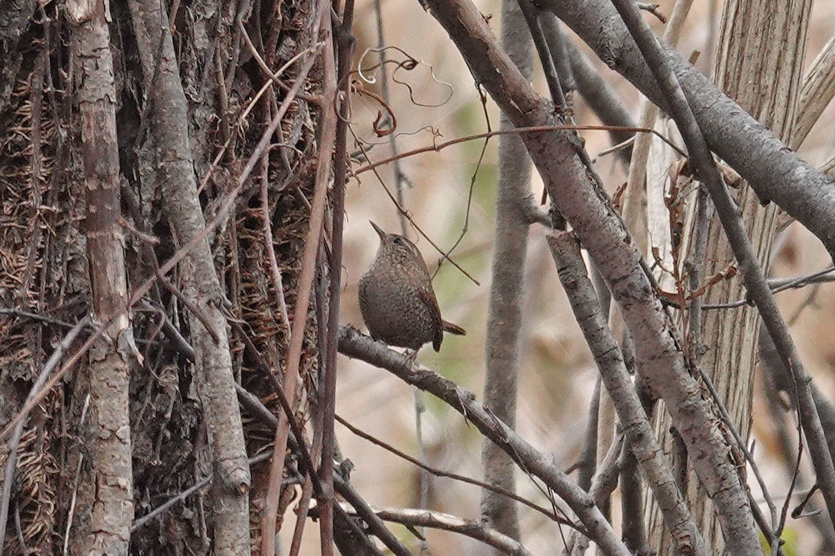 Winter Wren - ML645611908