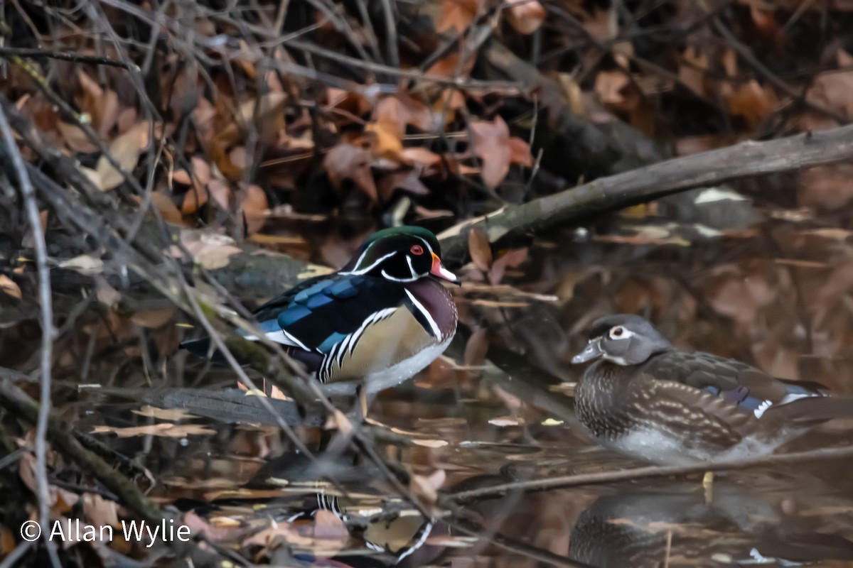 Wood Duck - ML645611910