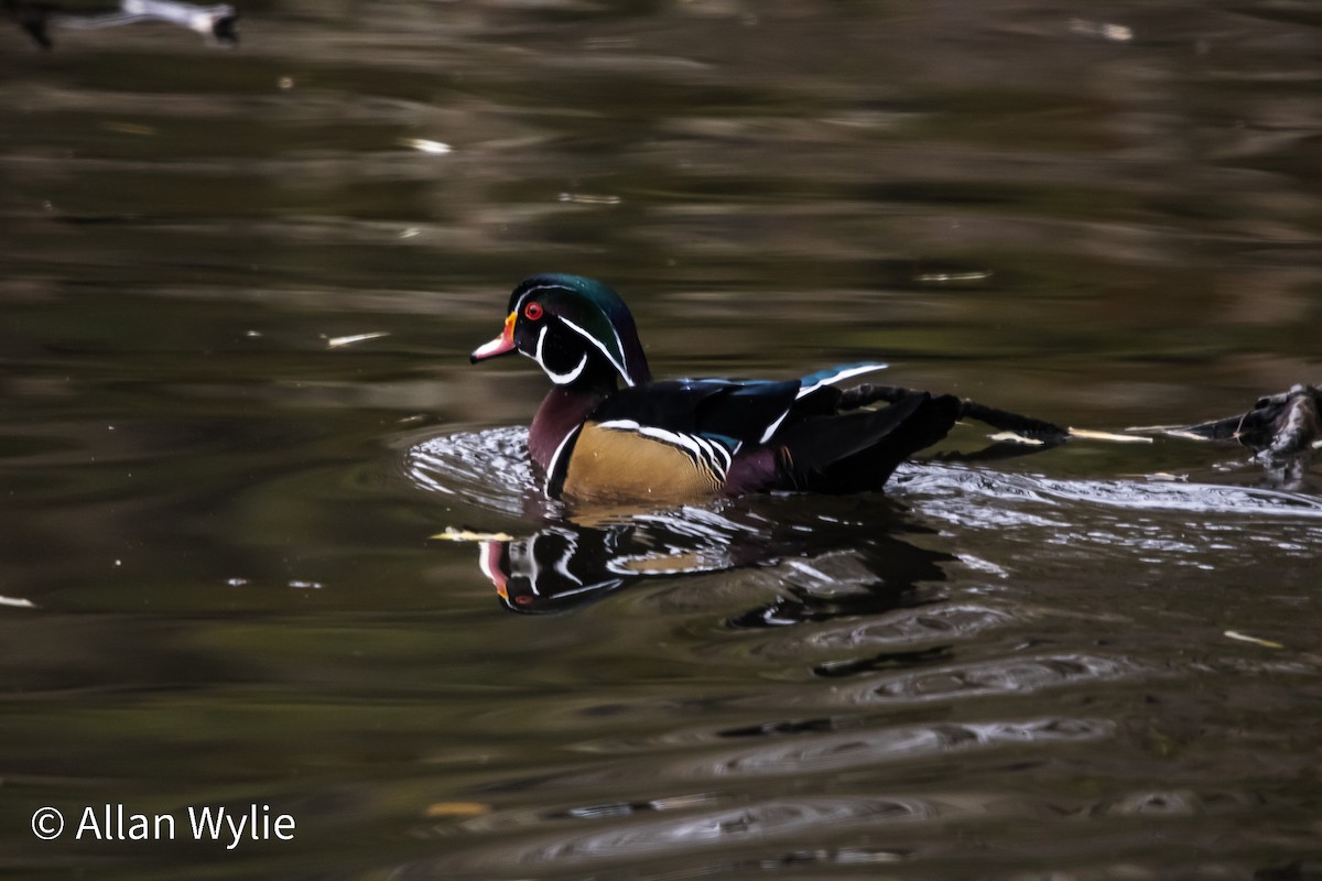 Wood Duck - ML645611911