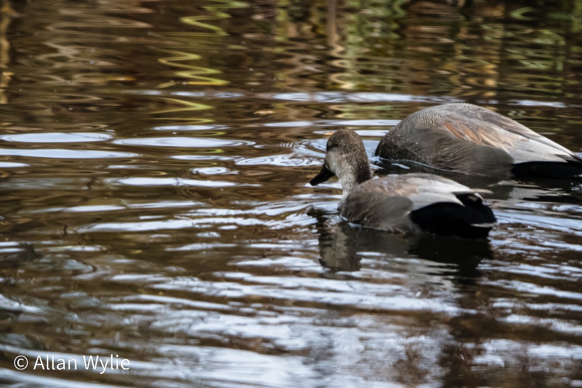 Gadwall - ML645611949