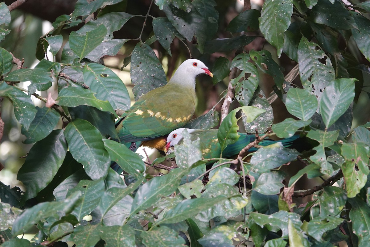 Wompoo Fruit-Dove - ML645611959