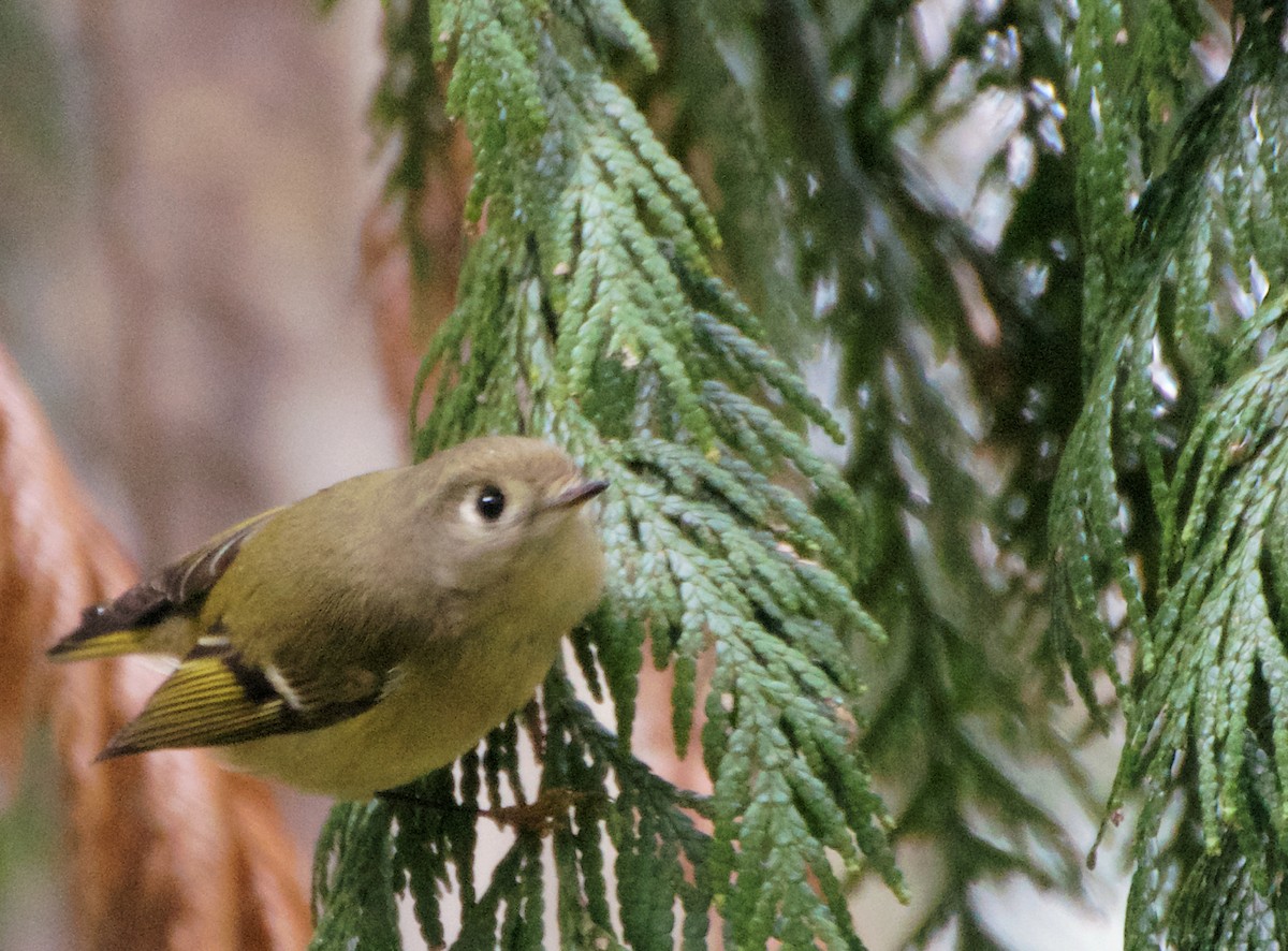 Ruby-crowned Kinglet - ML645611962