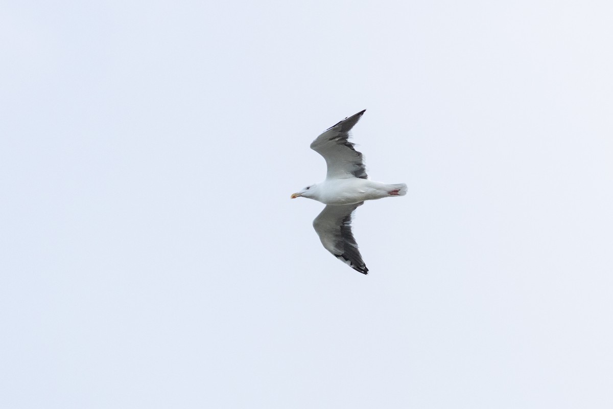 Great Black-backed Gull - ML645611963