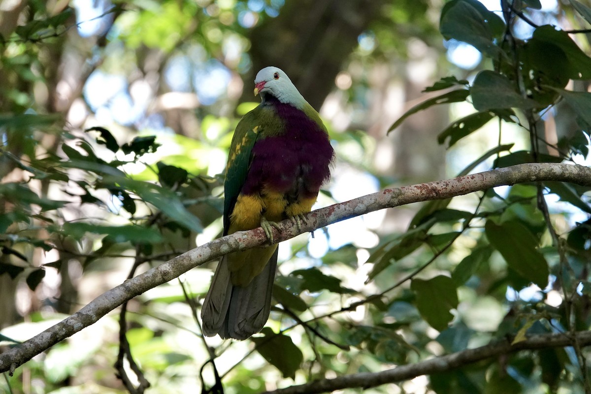 Wompoo Fruit-Dove - ML645611966