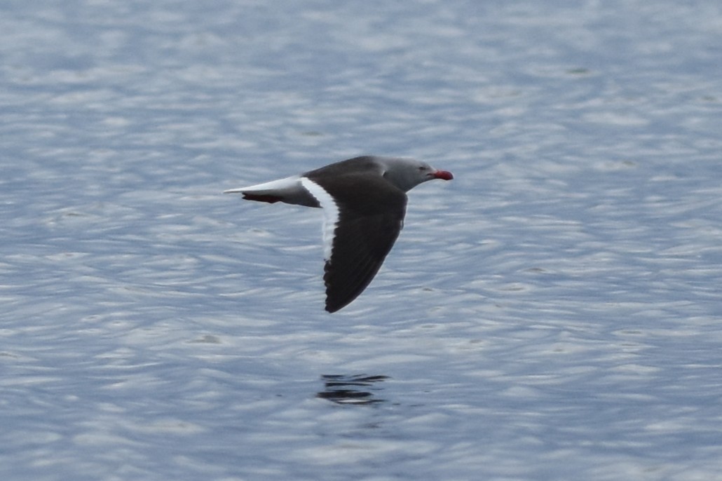Dolphin Gull - ML645611970