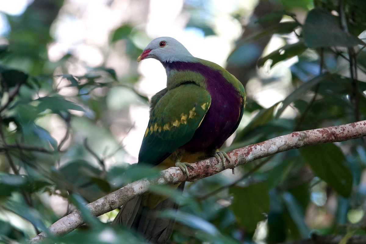 Wompoo Fruit-Dove - ML645611972