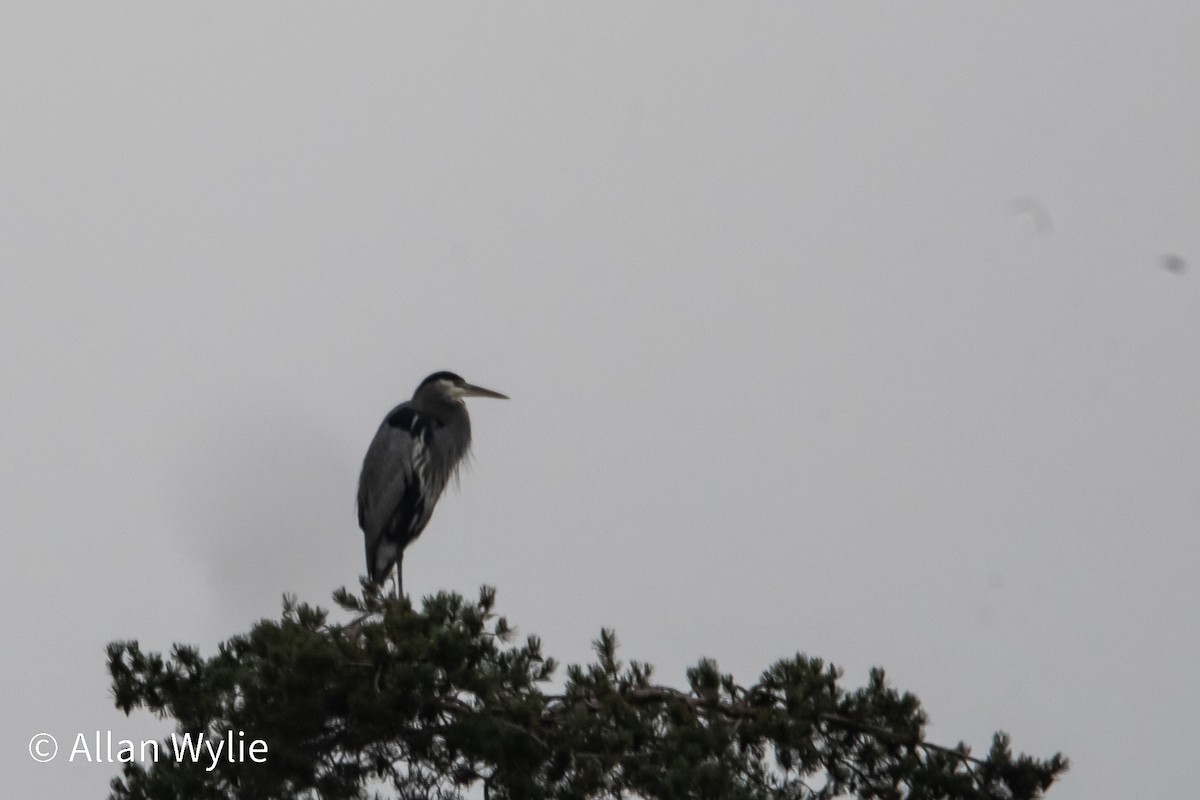 Great Blue Heron - ML645611973