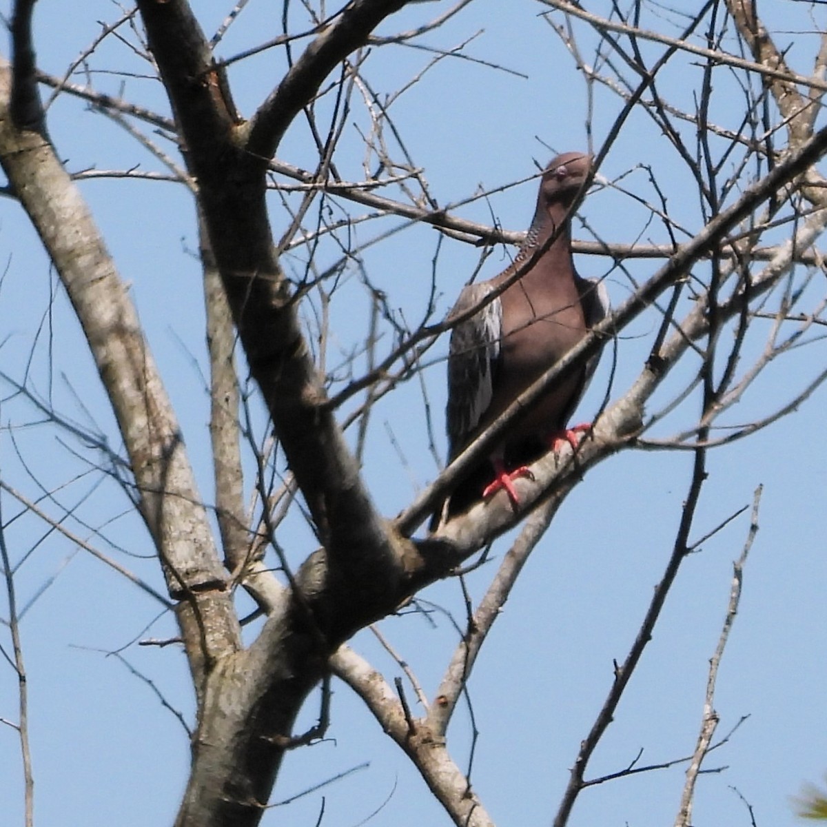 Темнохвостый голубь - ML645611984