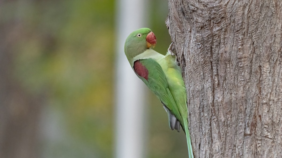 Alexandrine Parakeet - ML645611987