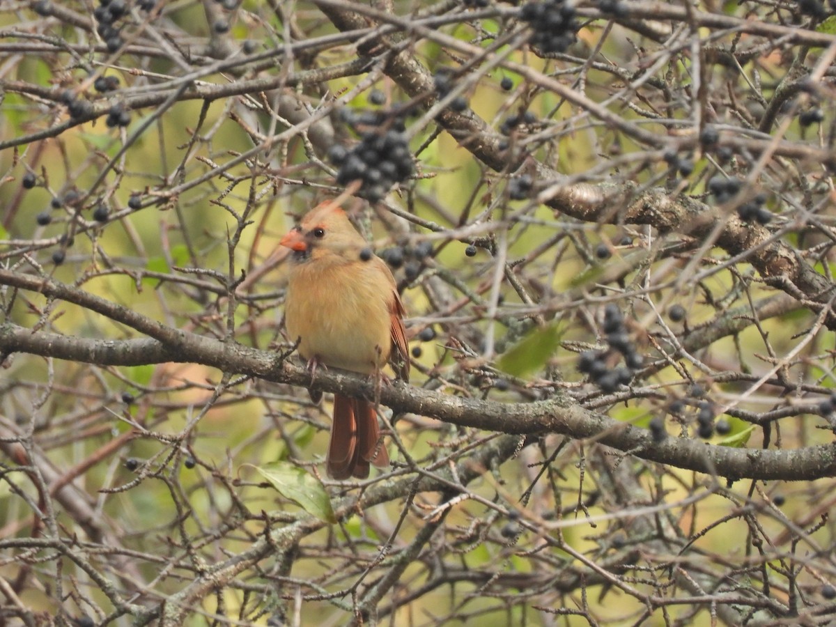 Northern Cardinal - ML645611988