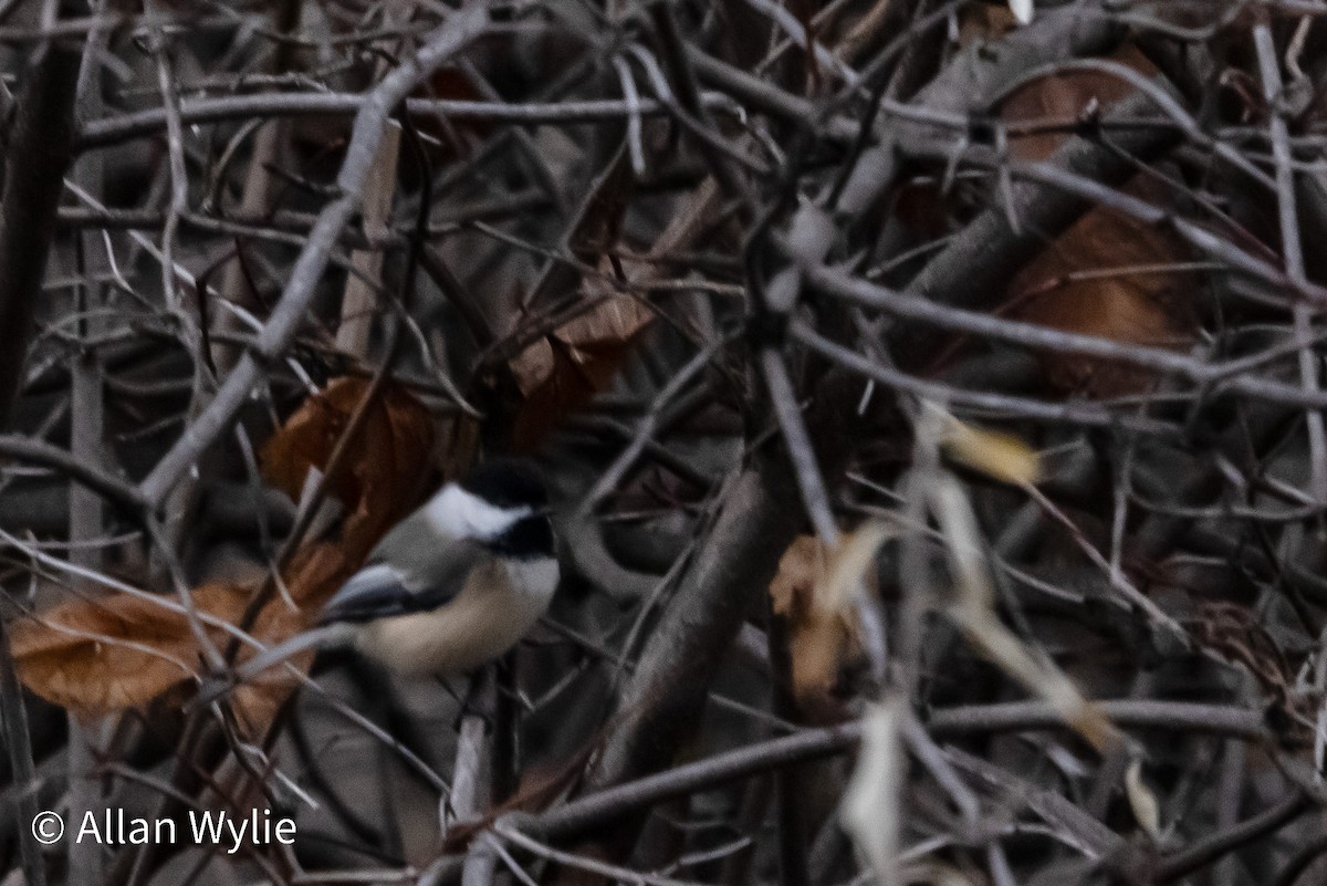 Black-capped Chickadee - ML645611991