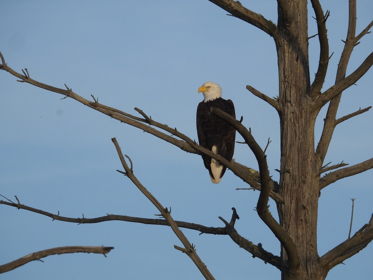 Bald Eagle - ML645611997