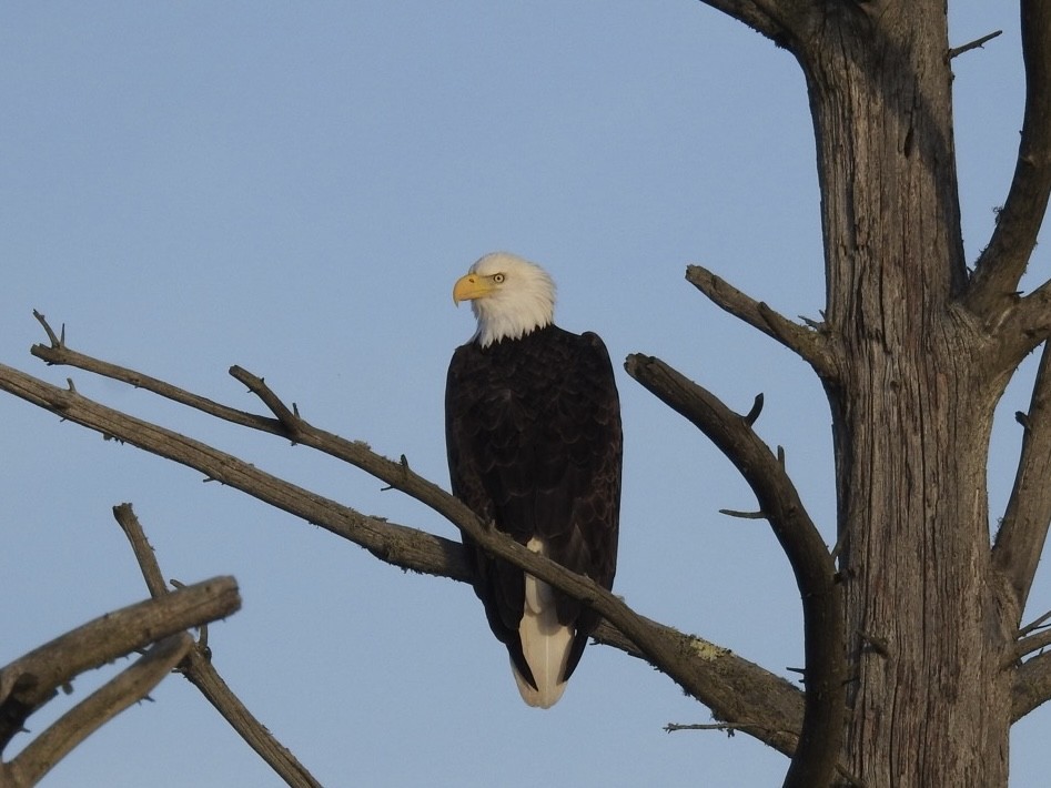 Bald Eagle - ML645611998