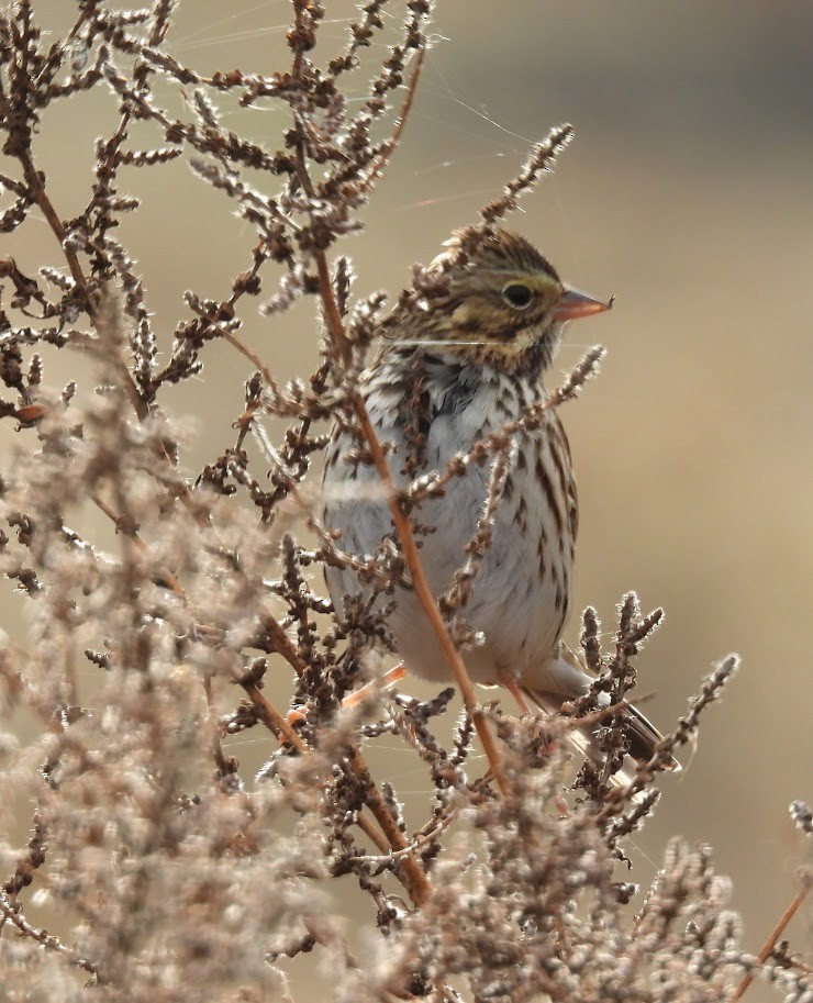 Savannah Sparrow - ML645612003