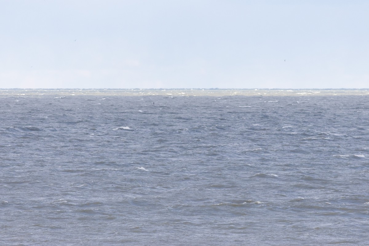 Сула атлантична - ML645612007