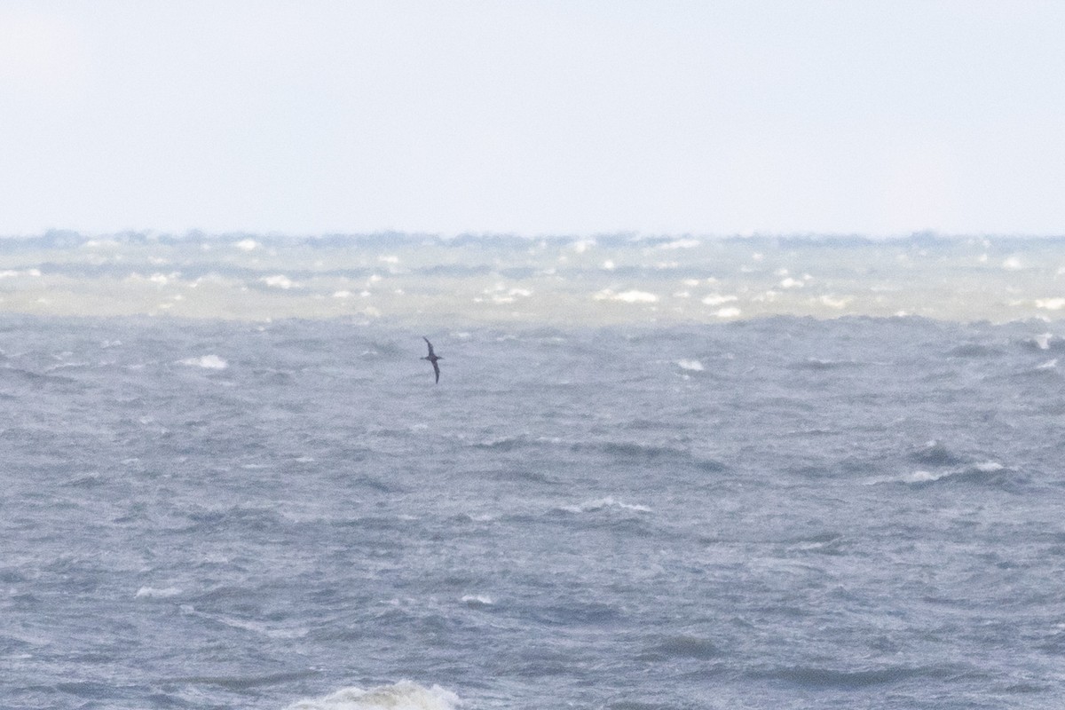 Сула атлантична - ML645612008