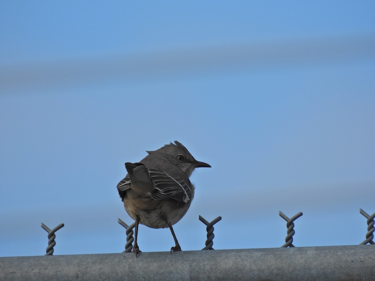 Northern Mockingbird - ML645612019