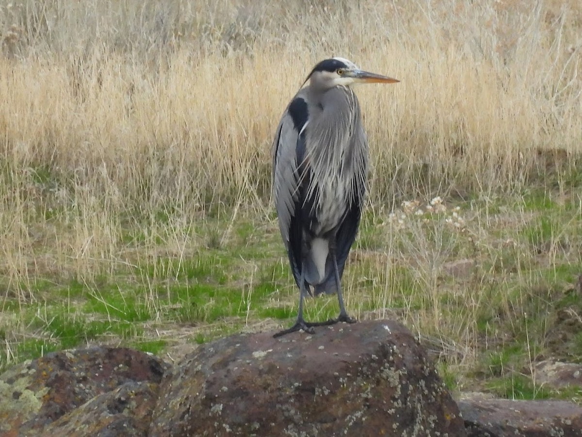 Great Blue Heron - ML645612024