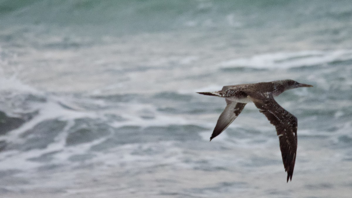 Сула атлантична - ML645612027