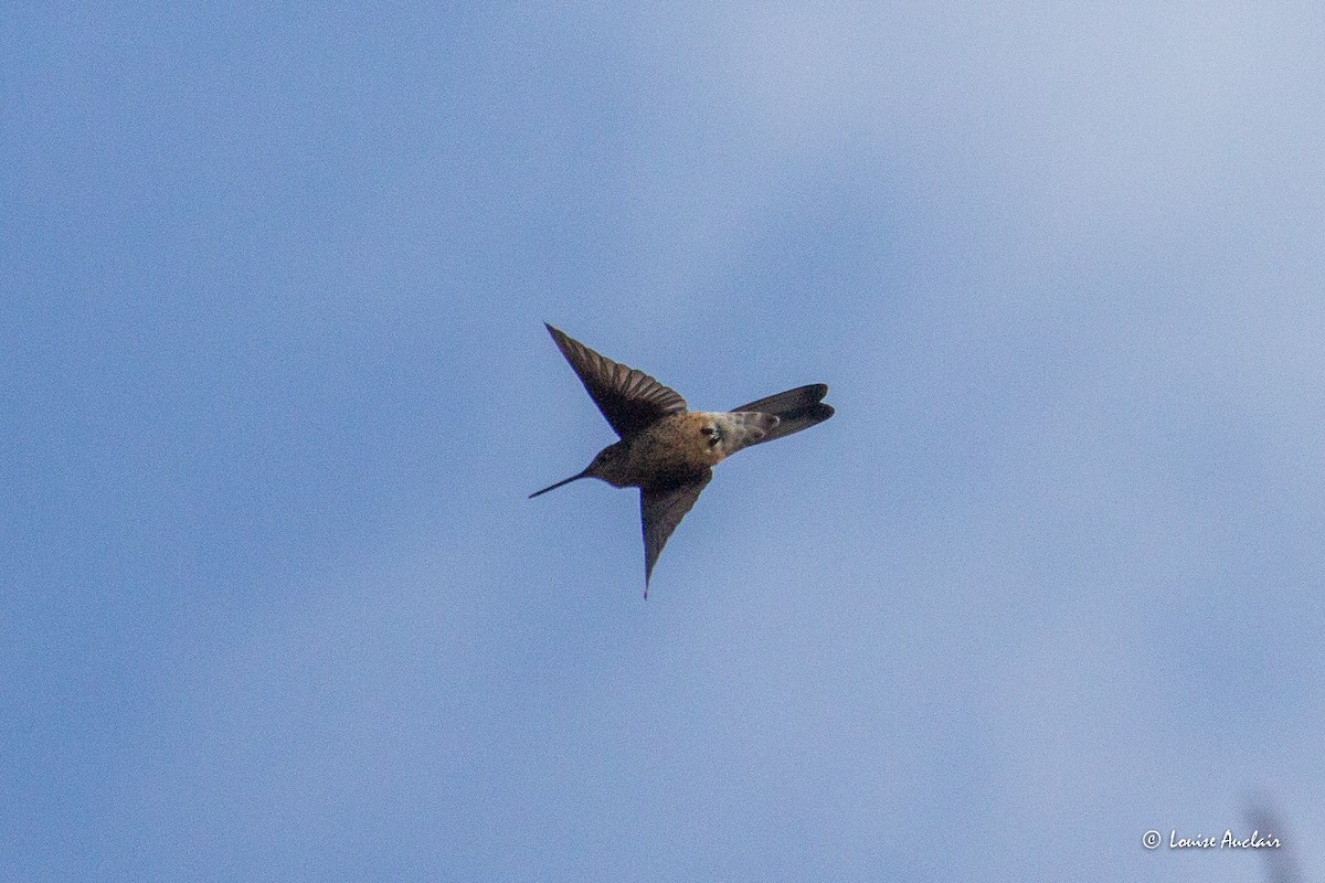 Giant Hummingbird - ML645612032