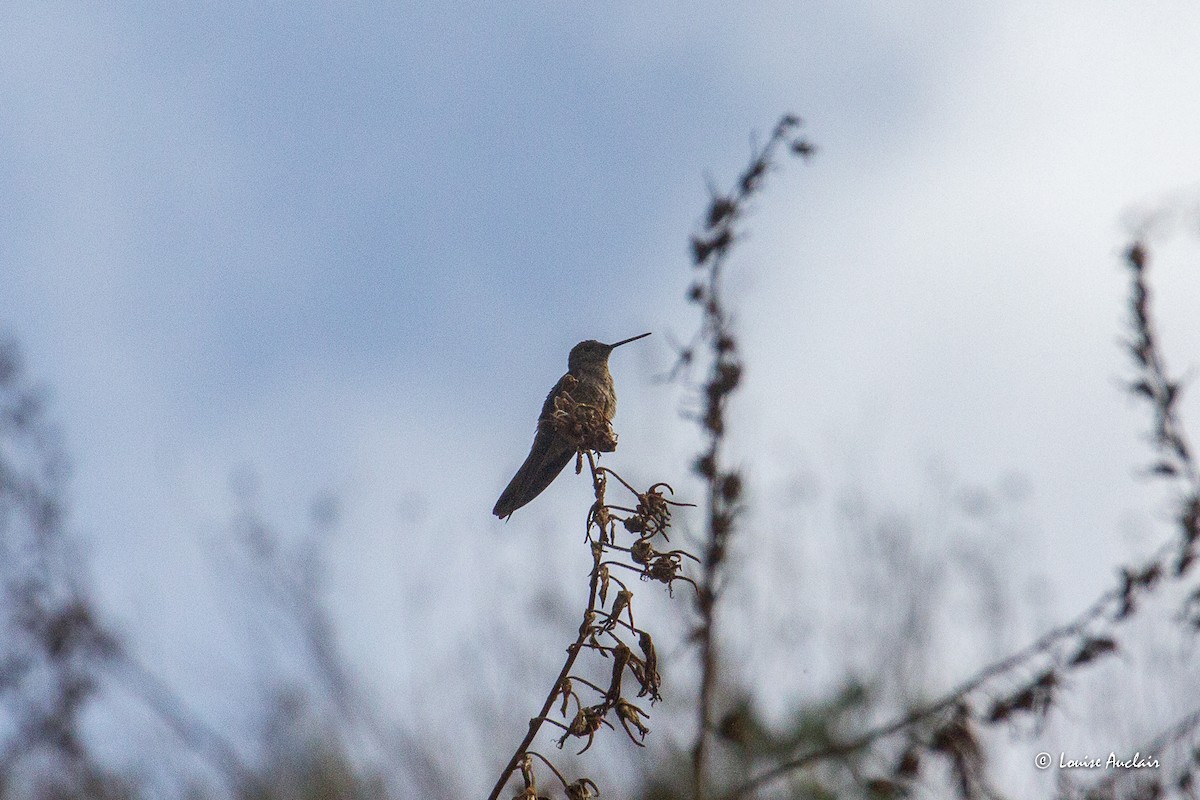Giant Hummingbird - ML645612033