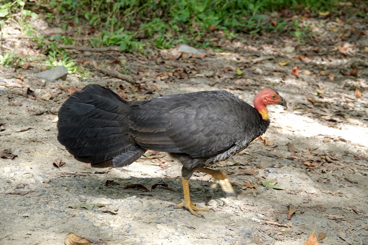 Australian Brushturkey - ML645612044