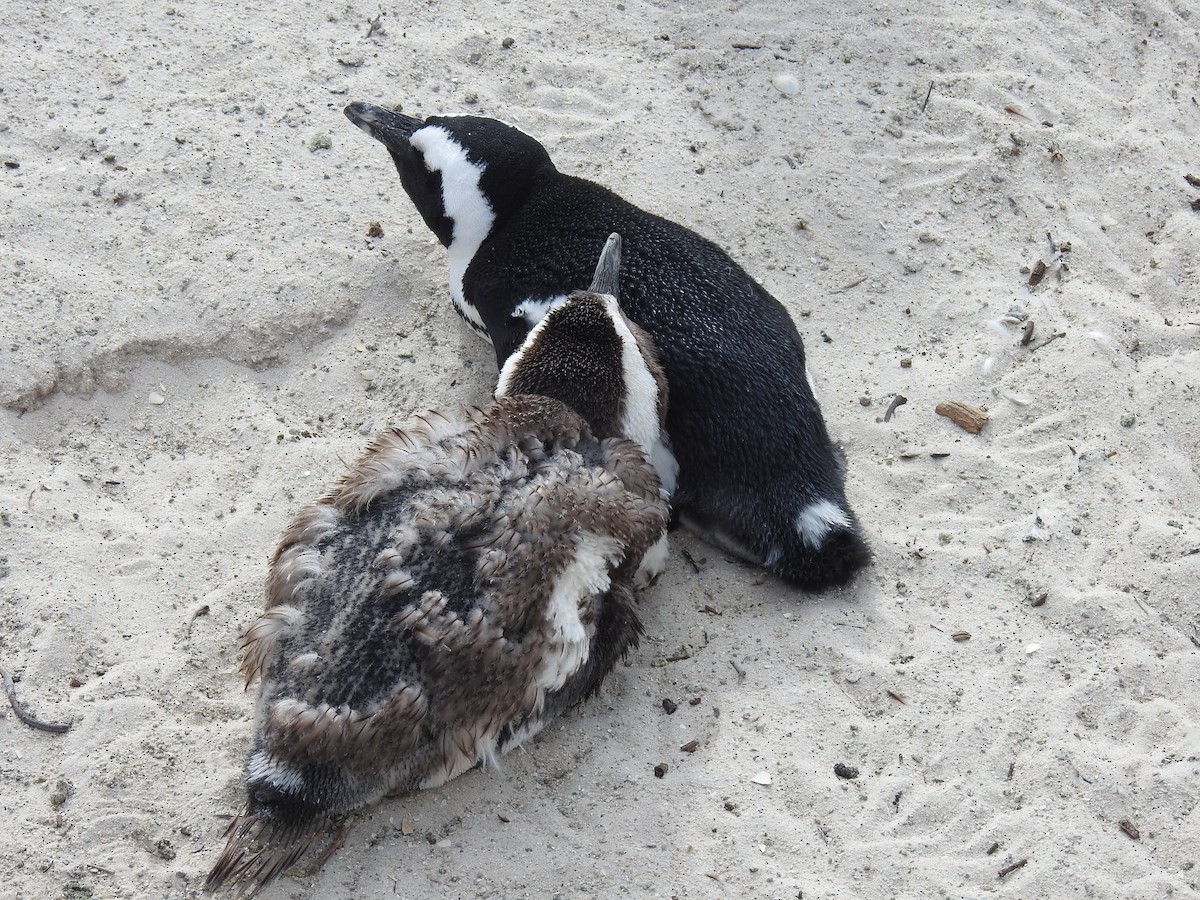 Pingüino de El Cabo - ML645612055