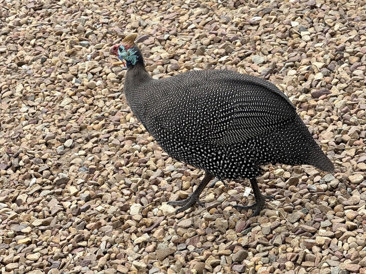 Pintada Común - ML645612056