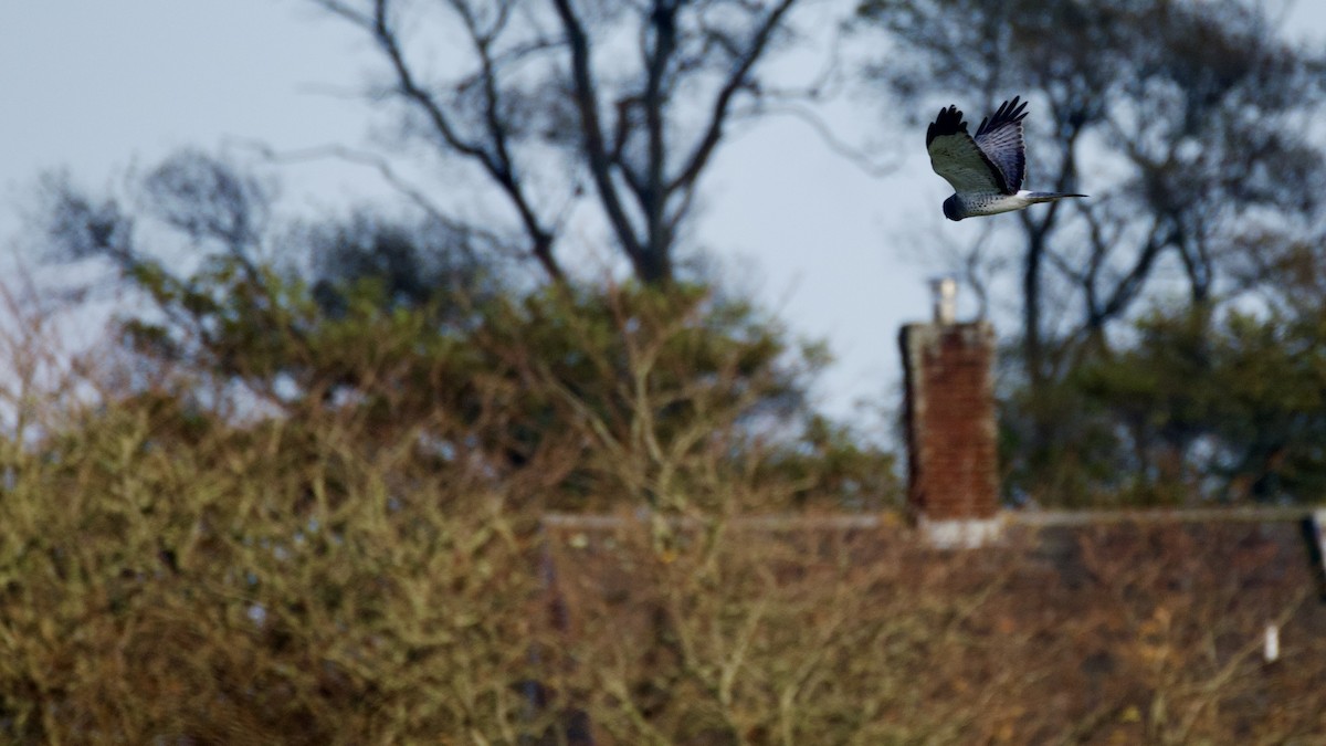 Aguilucho de Hudson - ML645612057