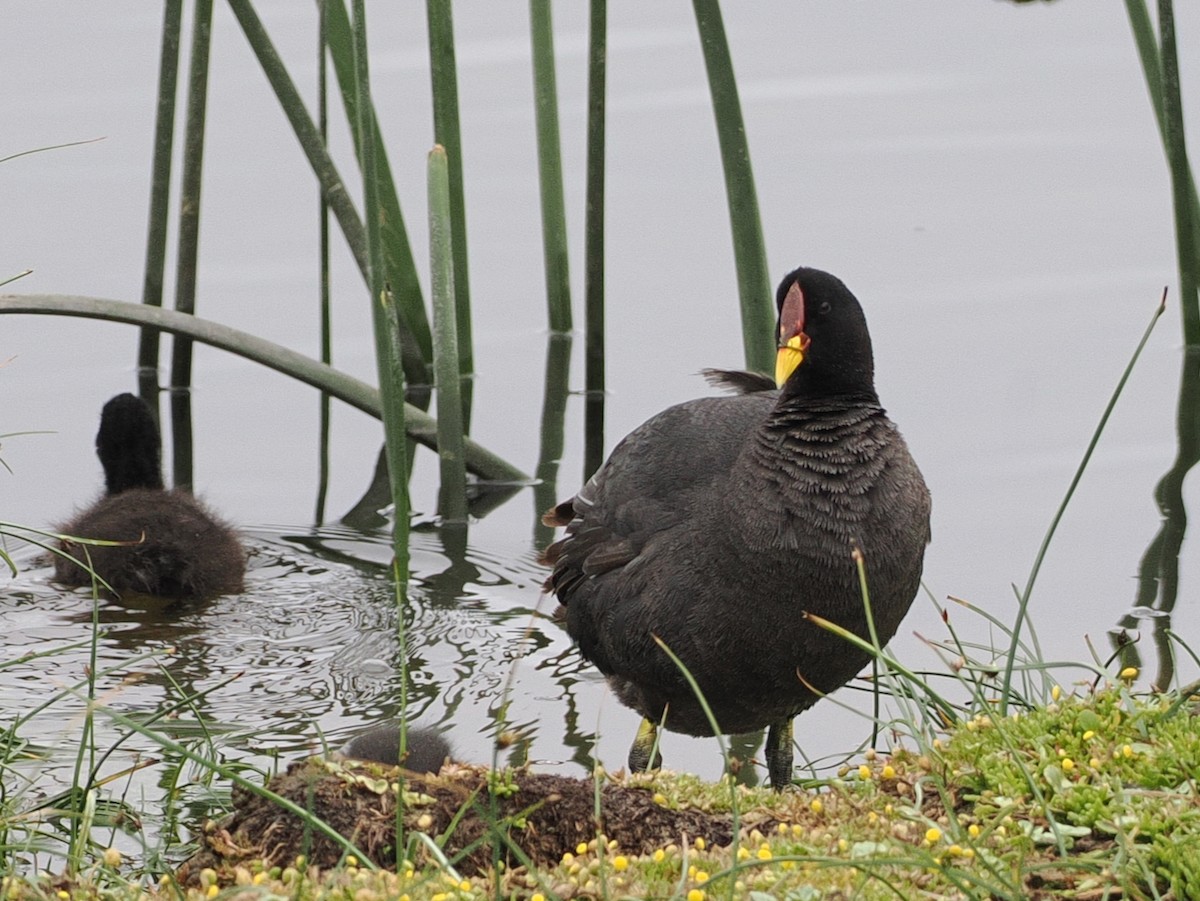 Focha Frentirroja - ML645612058