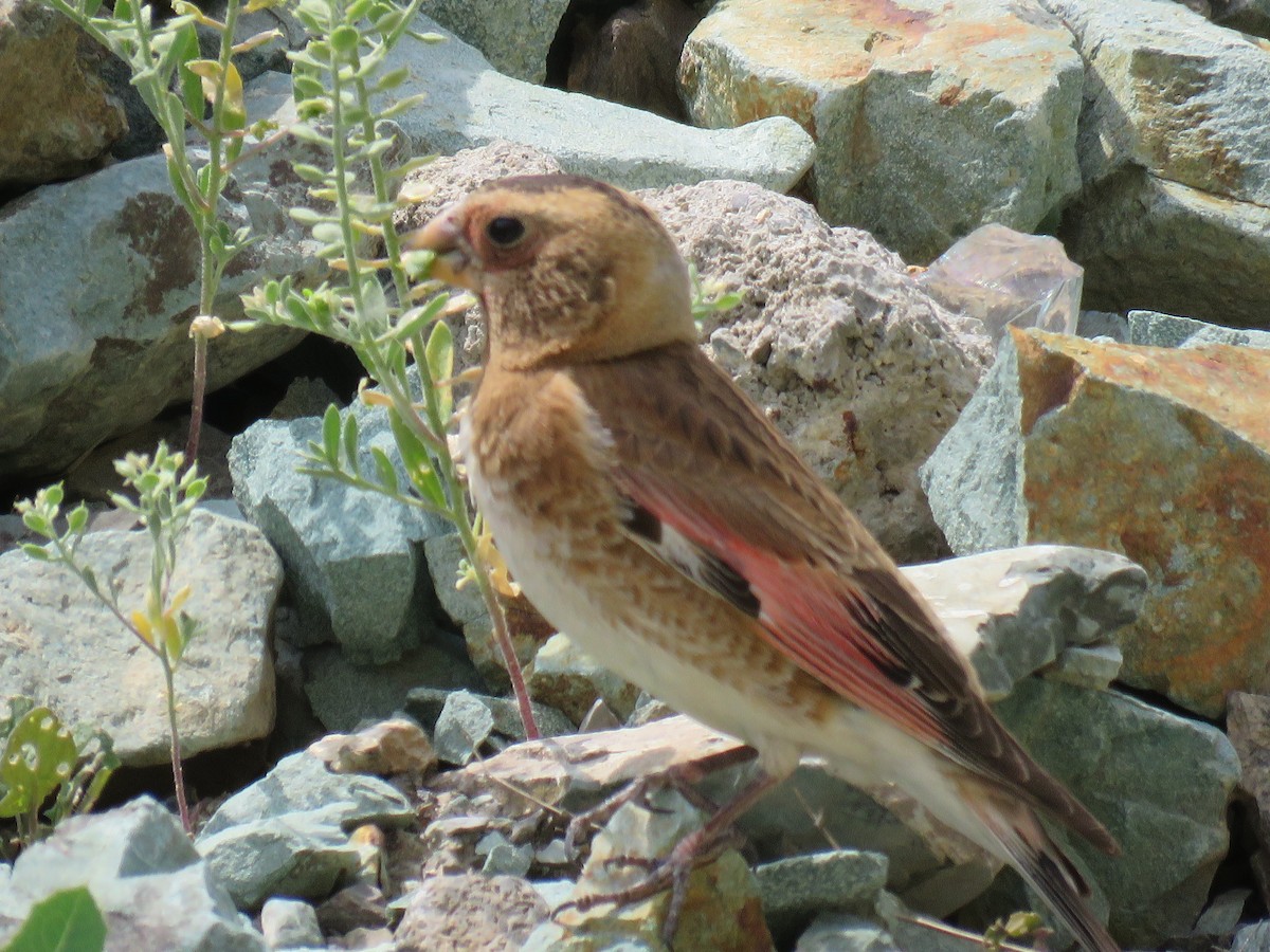 Camachuelo Alirrojo - ML645612059