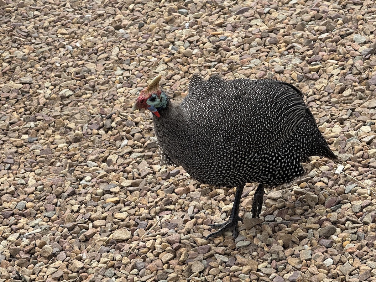 Pintada Común - ML645612060