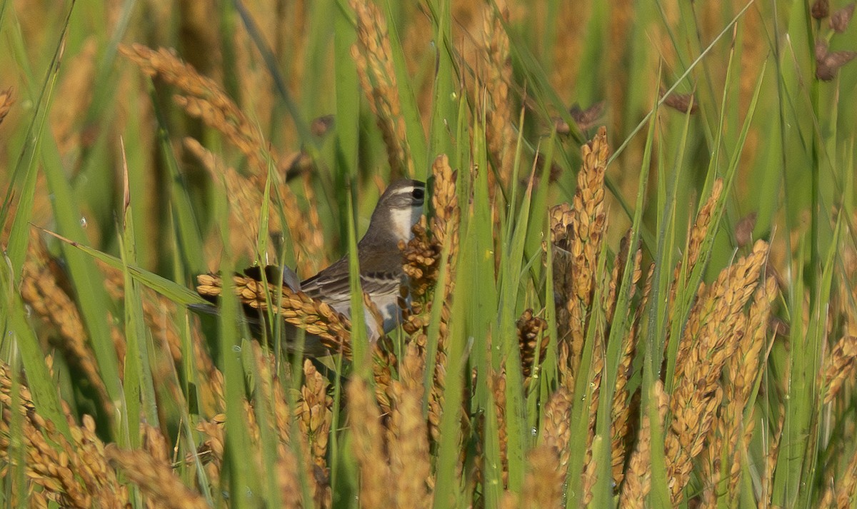 Lavandera de Chukotka - ML645612064