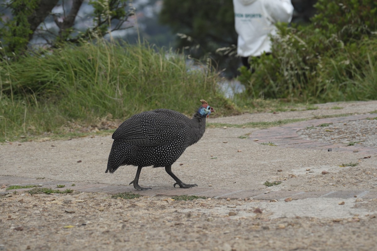Pintada Común - ML645612065