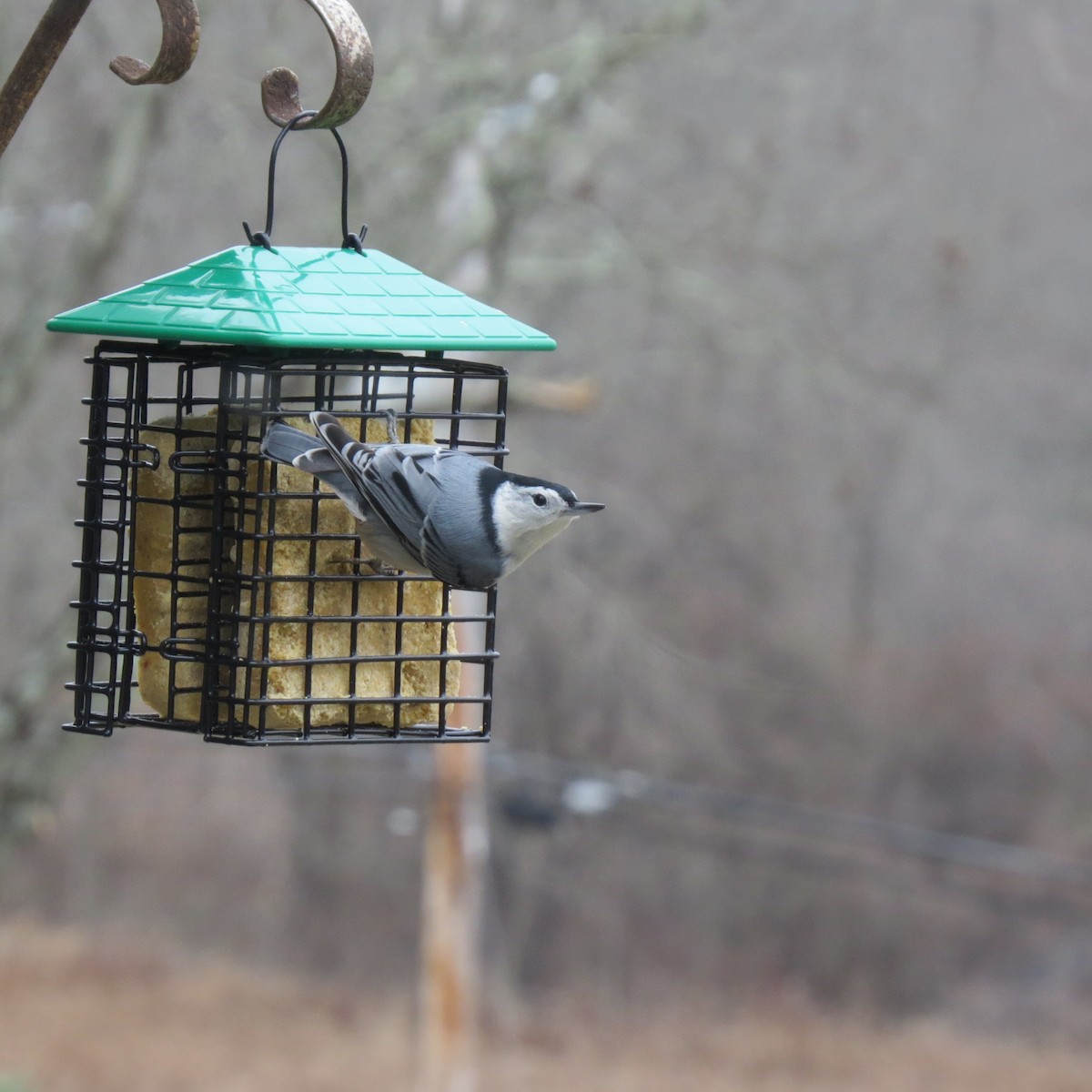 Trepador Pechiblanco - ML645612066