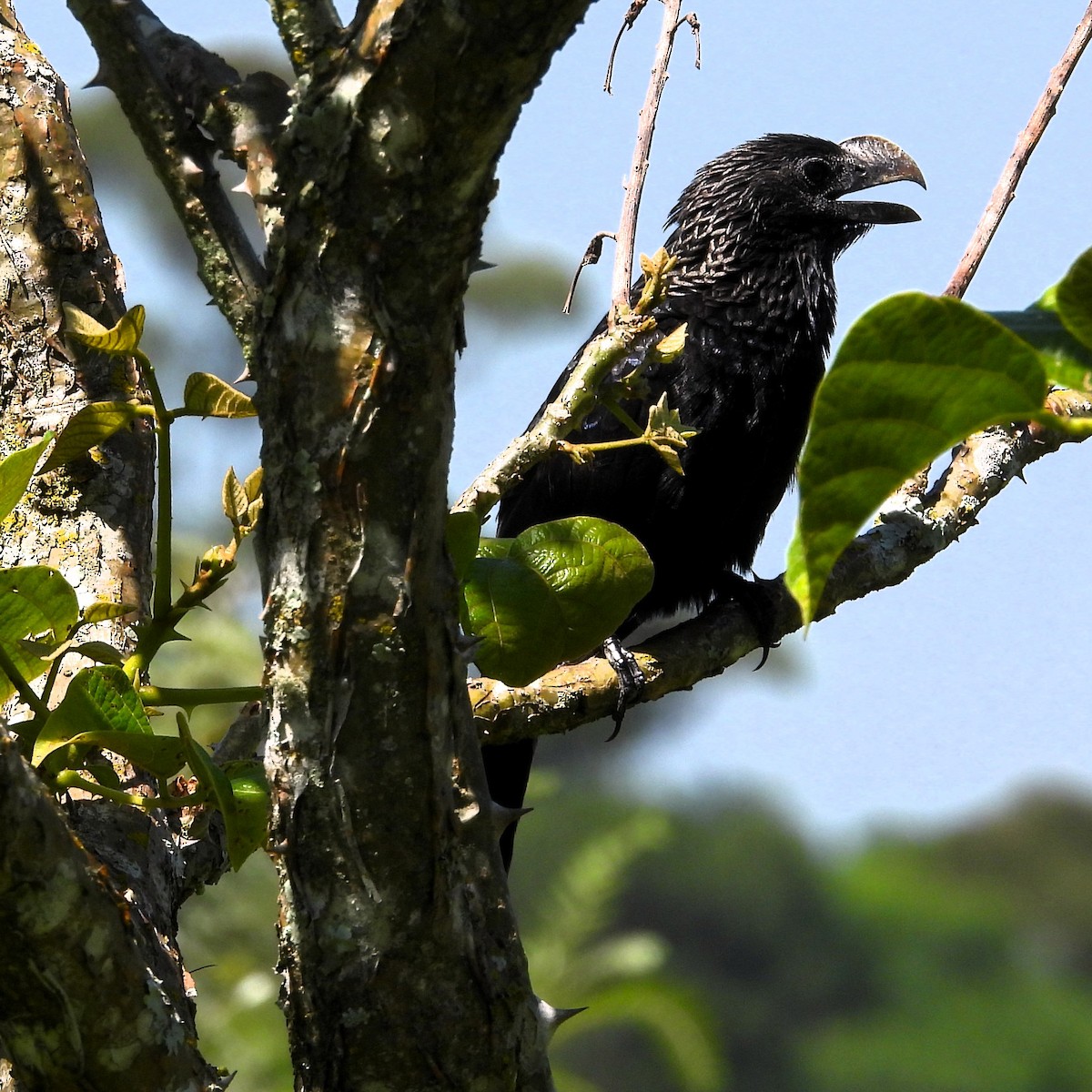 Garrapatero Aní - ML645612068