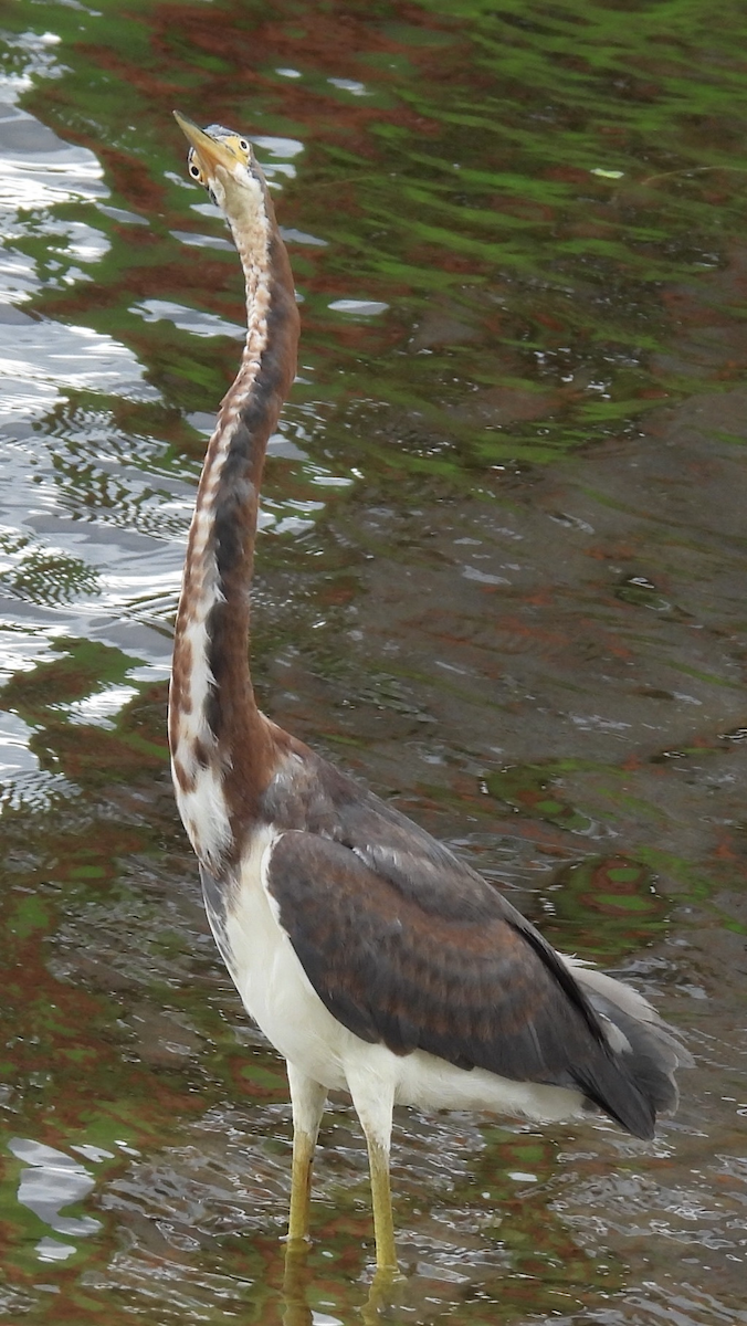 Garceta Tricolor - ML645612073