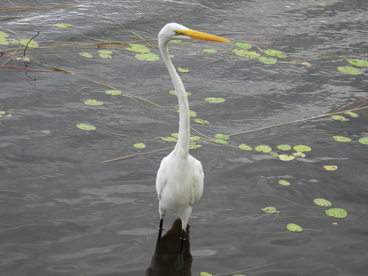 Garceta Grande - ML645612079