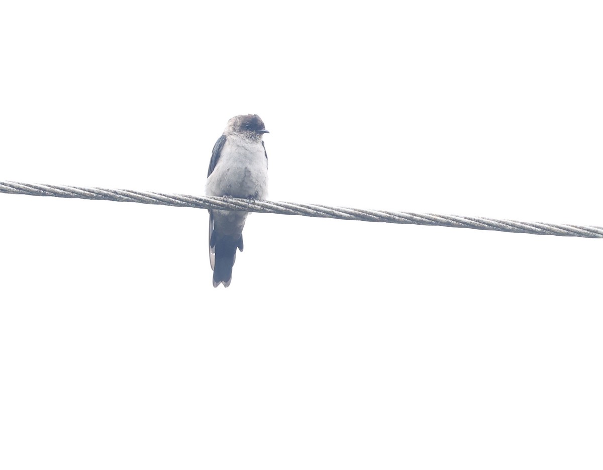 Golondrina Patiblanca - ML645612081