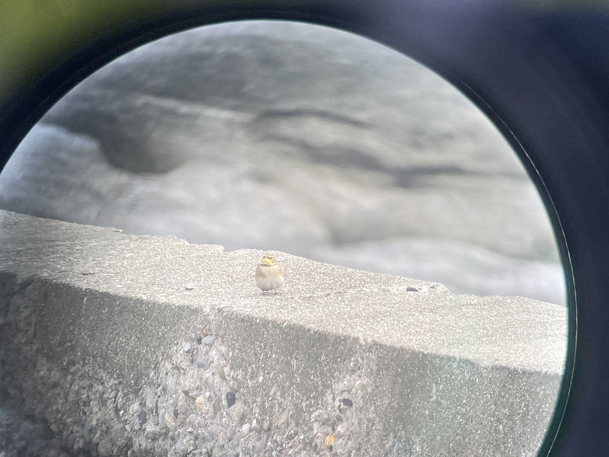 Alondra Cornuda - ML645612083