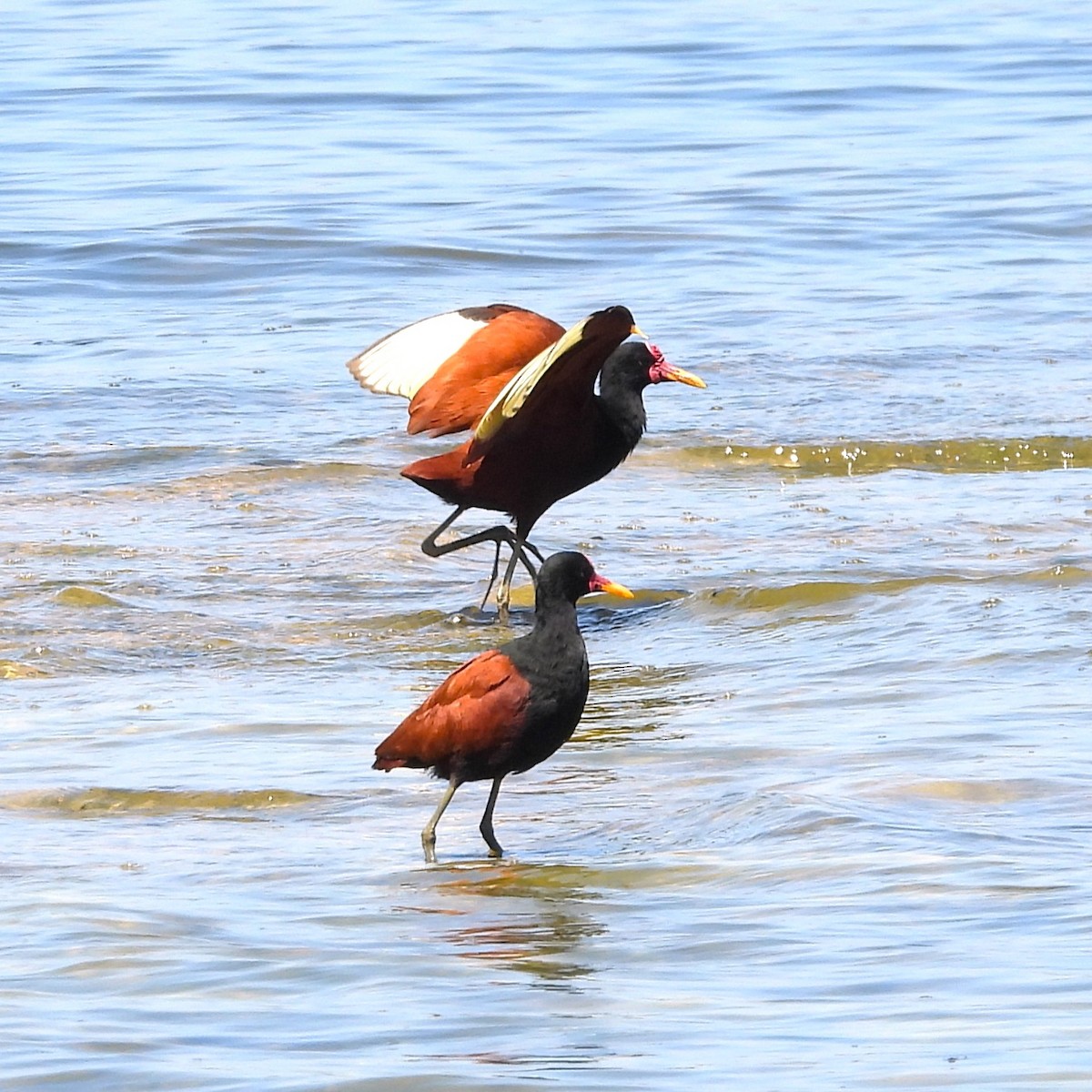 Jacana Sudamericana - ML645612084