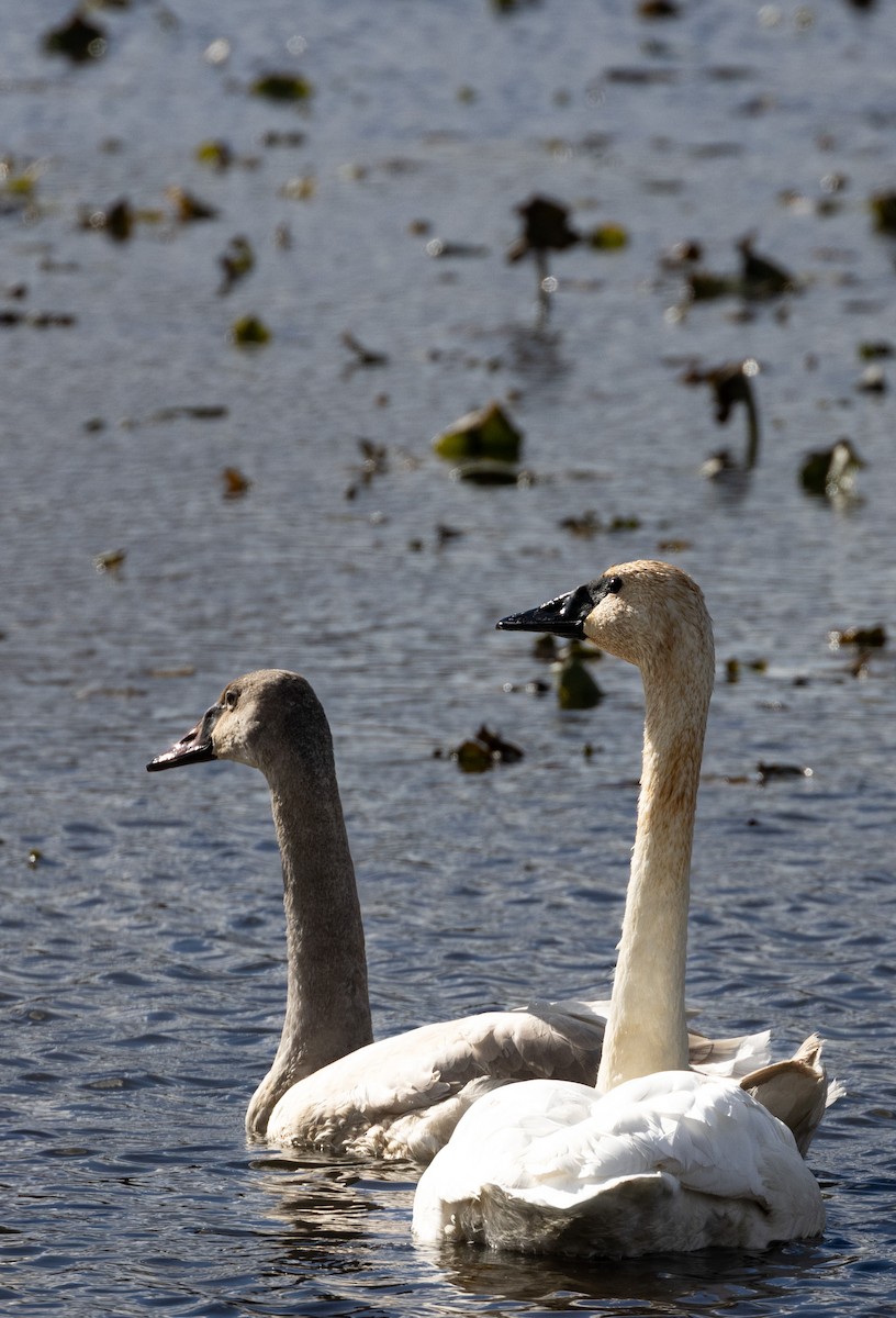 Cisne Trompetero - ML645612089