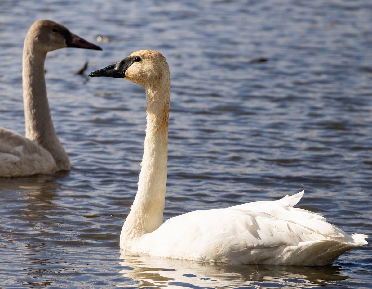 Cisne Trompetero - ML645612091