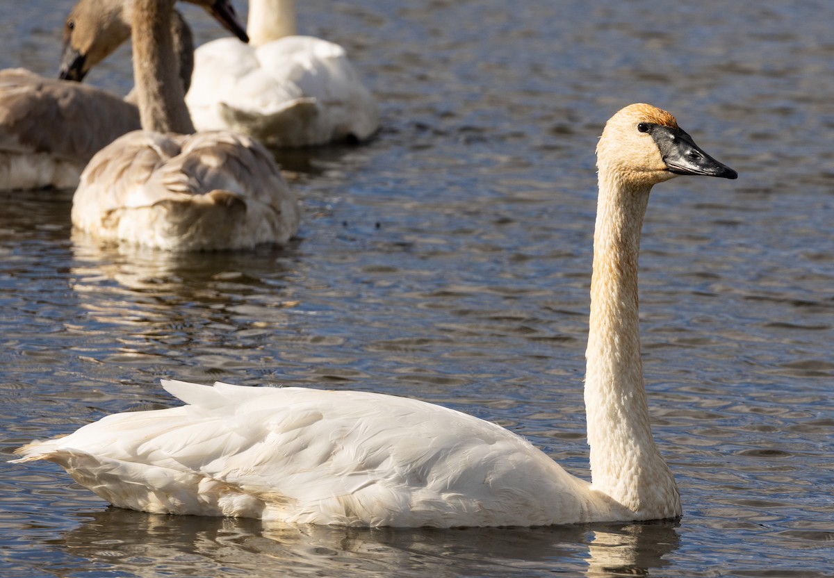Cisne Trompetero - ML645612092