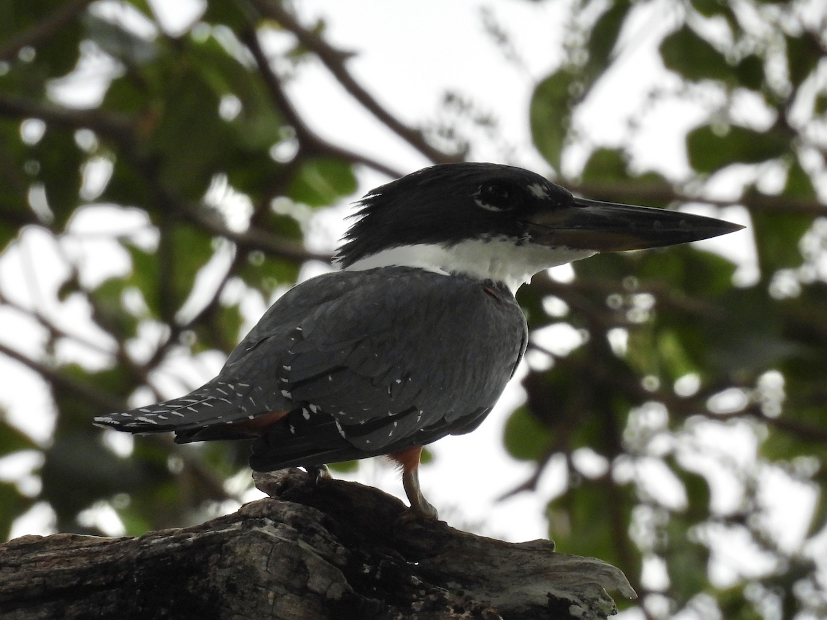 Martín Gigante Neotropical - ML645612095
