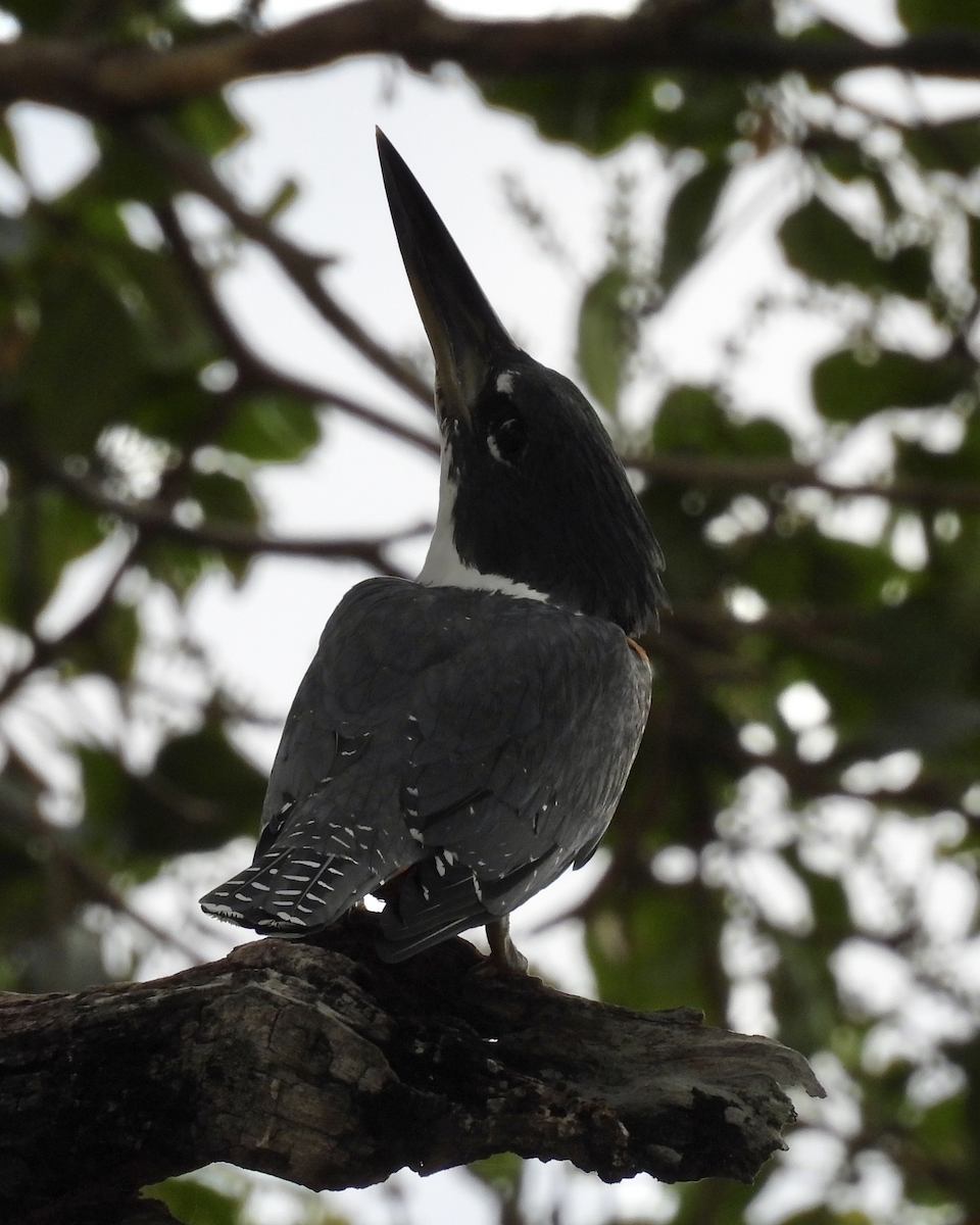 Martín Gigante Neotropical - ML645612096