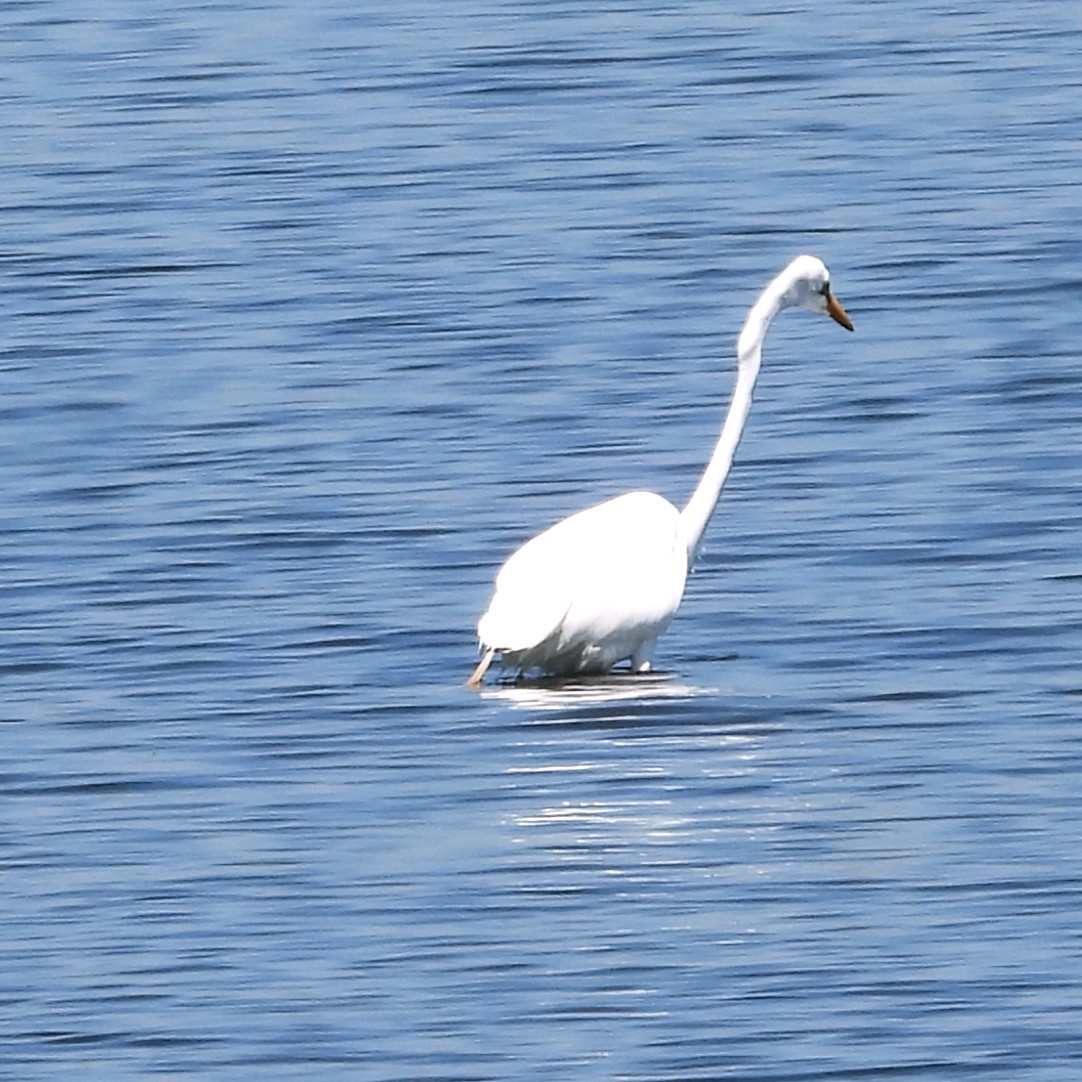 Garceta Grande - ML645612099