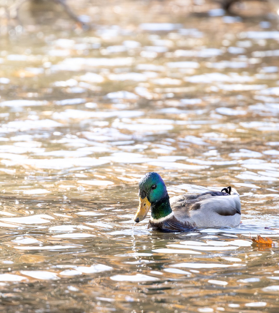 Ánade Azulón - ML645612100