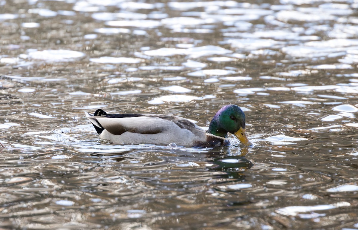 Ánade Azulón - ML645612101