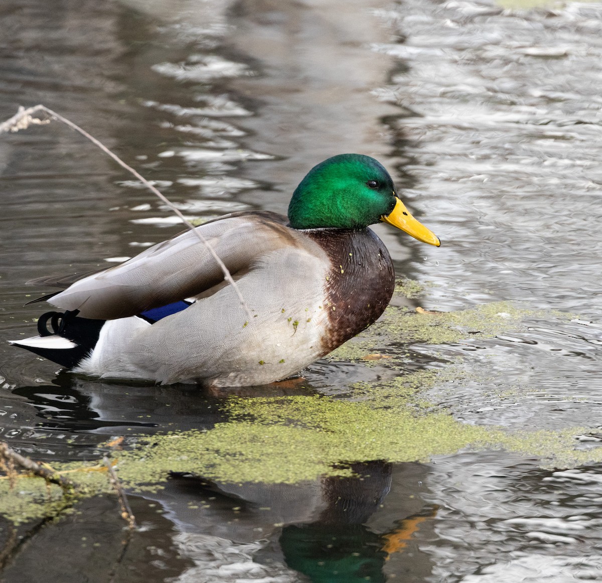 Ánade Azulón - ML645612102